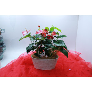 The Christmas Special Anthurium