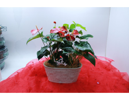 The Christmas Special Anthurium