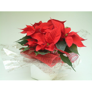 Christmas Poinsettia