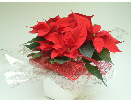 Christmas Poinsettia